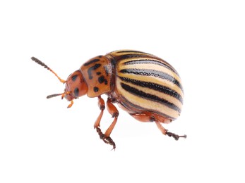 One colorado potato beetle isolated on white Photo of One colorado potato beetle isolated on white