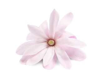 Beautiful pink magnolia flower isolated on white Photo of Beautiful pink magnolia flower isolated on white