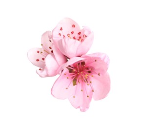 Beautiful sakura tree flowers on white background Photo of Beautiful sakura tree flowers on white background