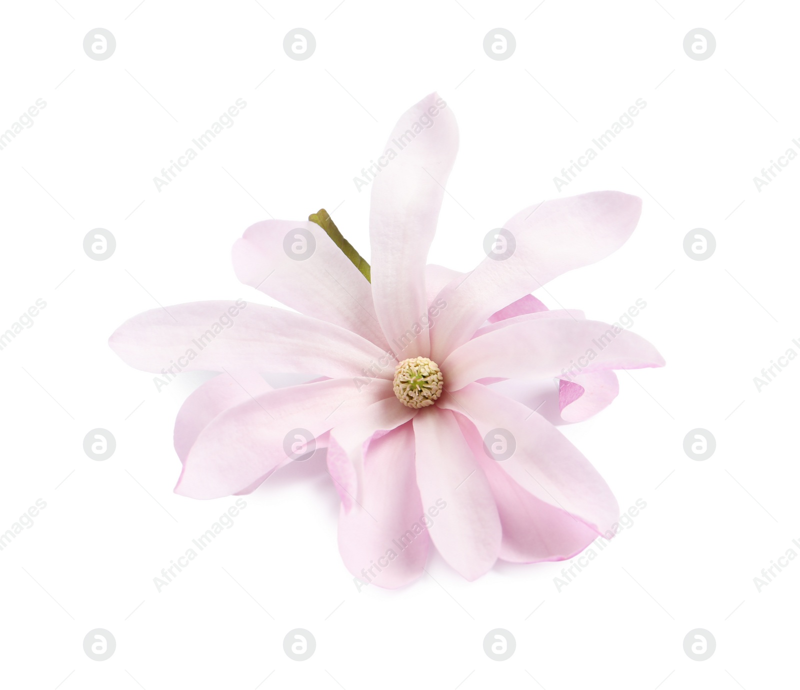Beautiful pink magnolia flower isolated on white Photo of Beautiful pink magnolia flower isolated on white