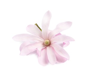 Beautiful pink magnolia flower isolated on white Photo of Beautiful pink magnolia flower isolated on white