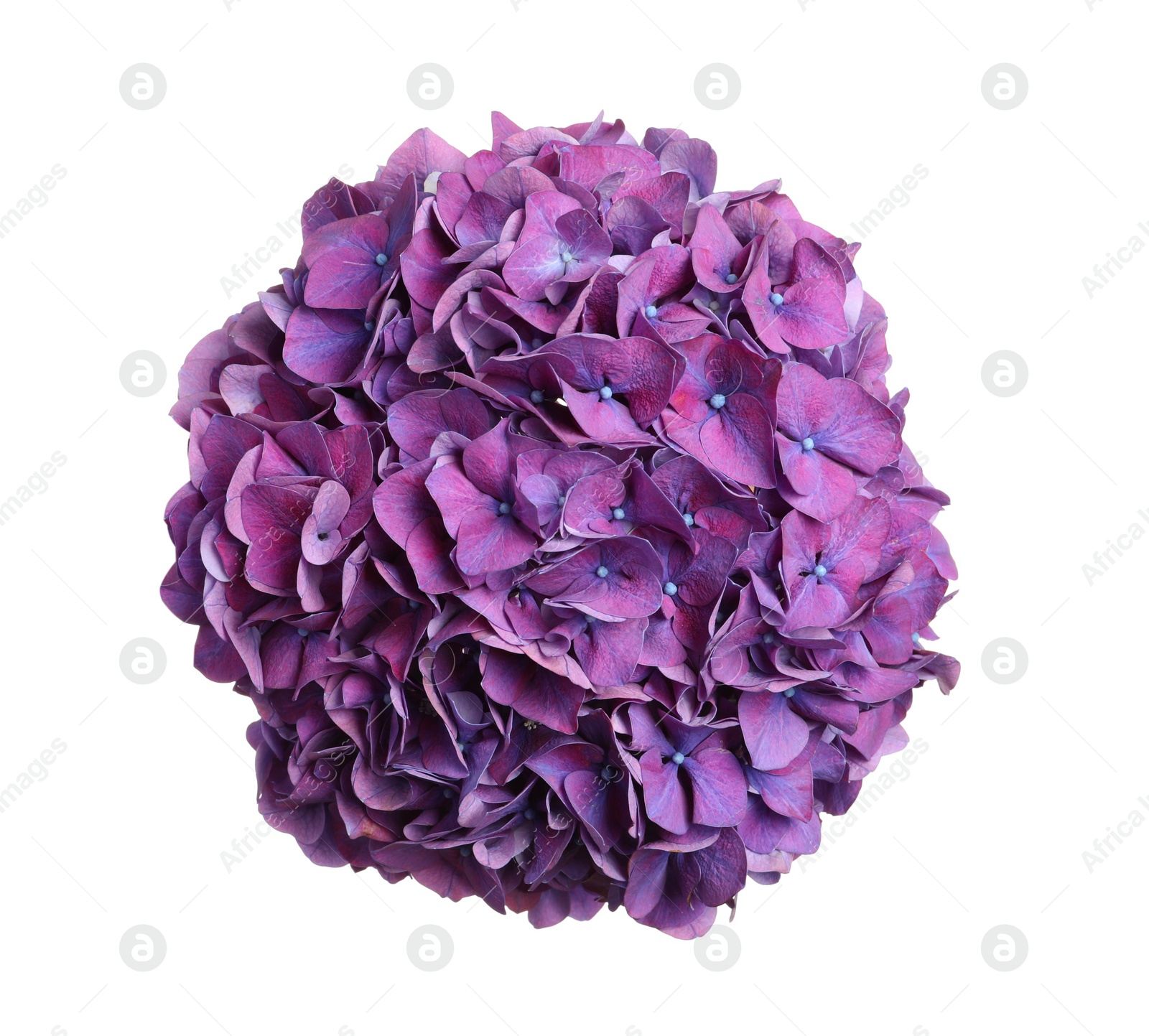 Delicate violet hortensia flowers on white background, top view Photo of Delicate violet hortensia flowers on white background, top view