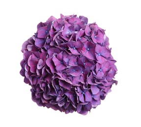 Photo of Delicate violet hortensia flowers on white background, top view