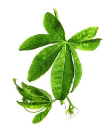 Branch of passion fruit plant (Passiflora) isolated on white Photo of Branch of passion fruit plant (Passiflora) isolated on white