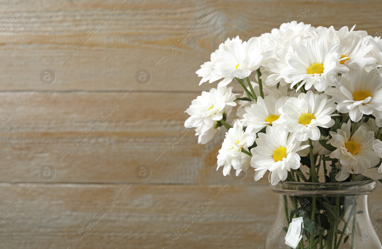 Beautiful white chrysanthemum flowers in glass vase on background. Space for text Photo of Beautiful white chrysanthemum flowers in glass vase on background. Space for text