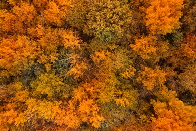 Beautiful aerial view of forest in autumn Image of Beautiful aerial view of forest in autumn