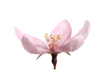 Beautiful sakura tree flower isolated on white Photo of Beautiful sakura tree flower isolated on white