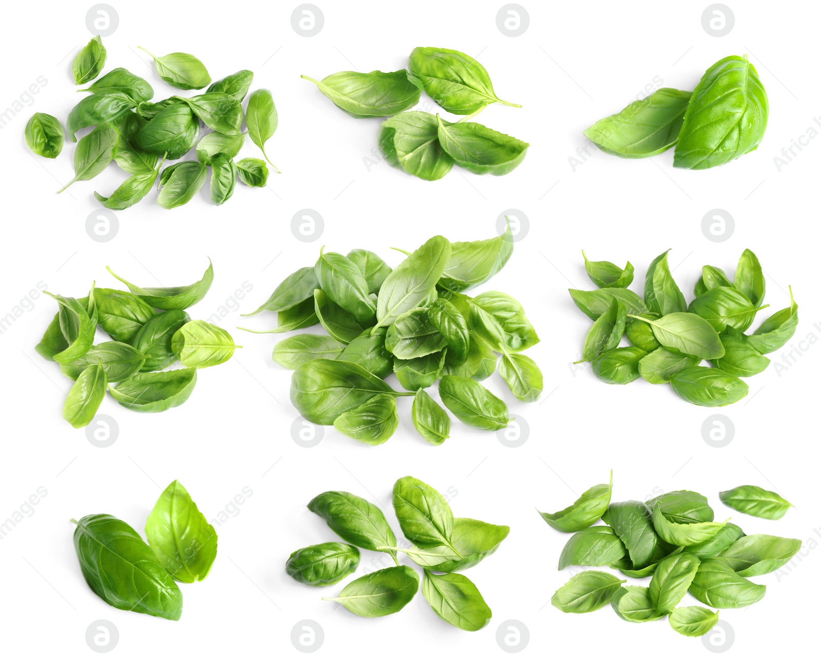 Image of Set of fresh green basil leaves on white background