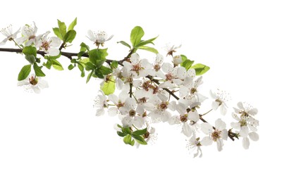 Cherry tree branch with beautiful blossoms isolated on white Photo of Cherry tree branch with beautiful blossoms isolated on white