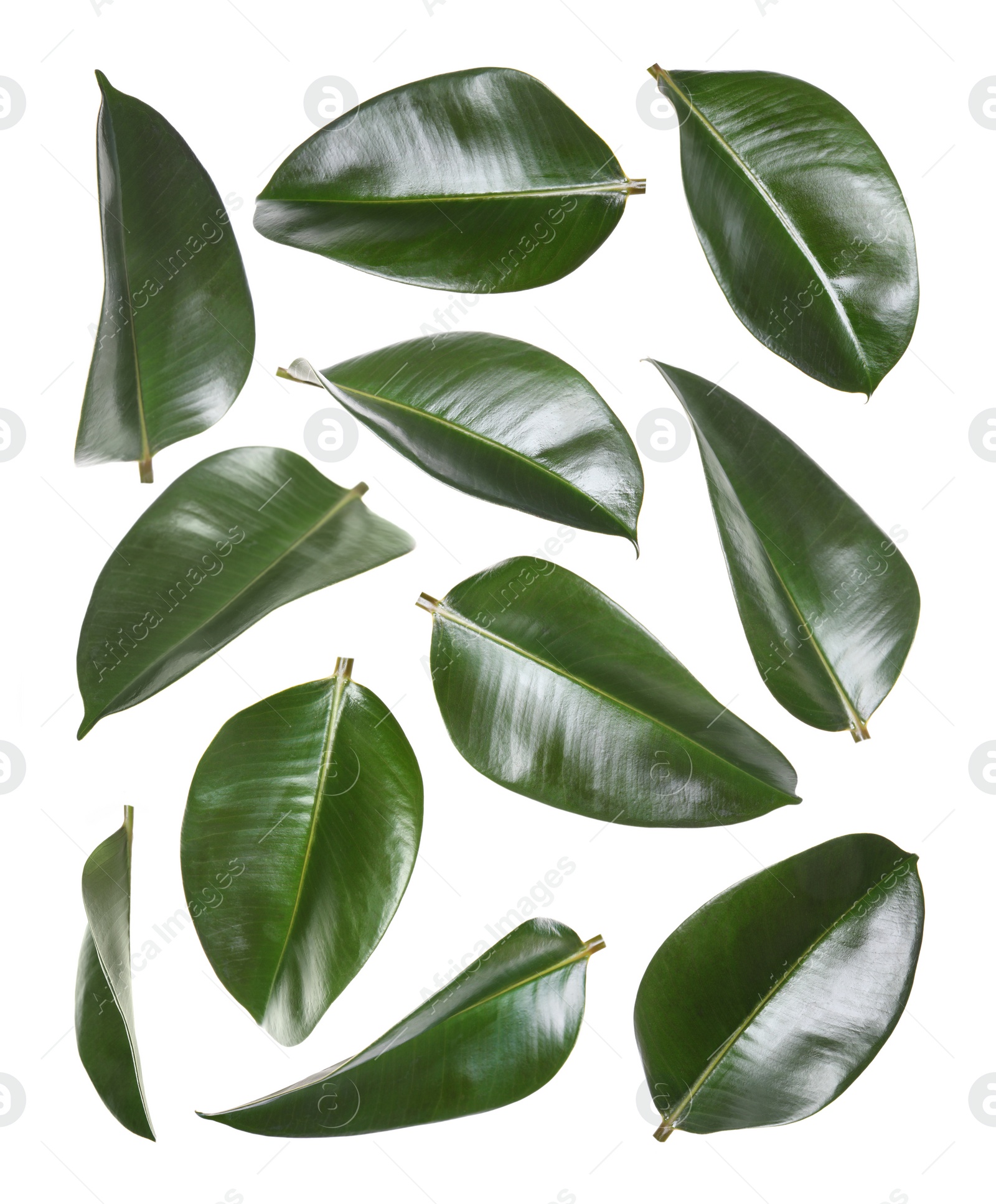 Beautiful fresh green leaves on white background, collage Image of Beautiful fresh green leaves on white background, collage