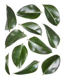 Image of Beautiful fresh green leaves on white background, collage
