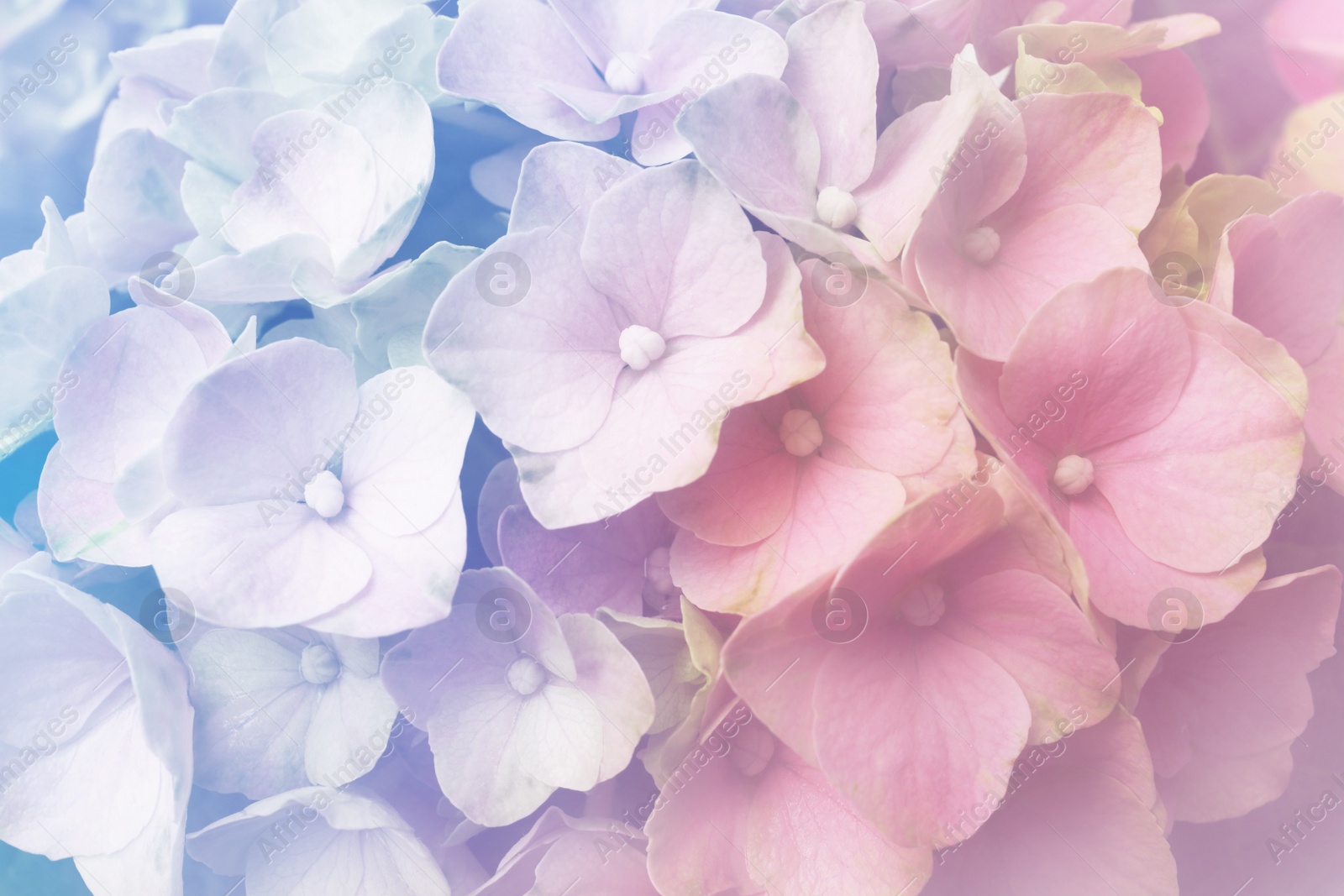 Image of Hortensia plant with beautiful flowers, closeup. Toned in pastel colors