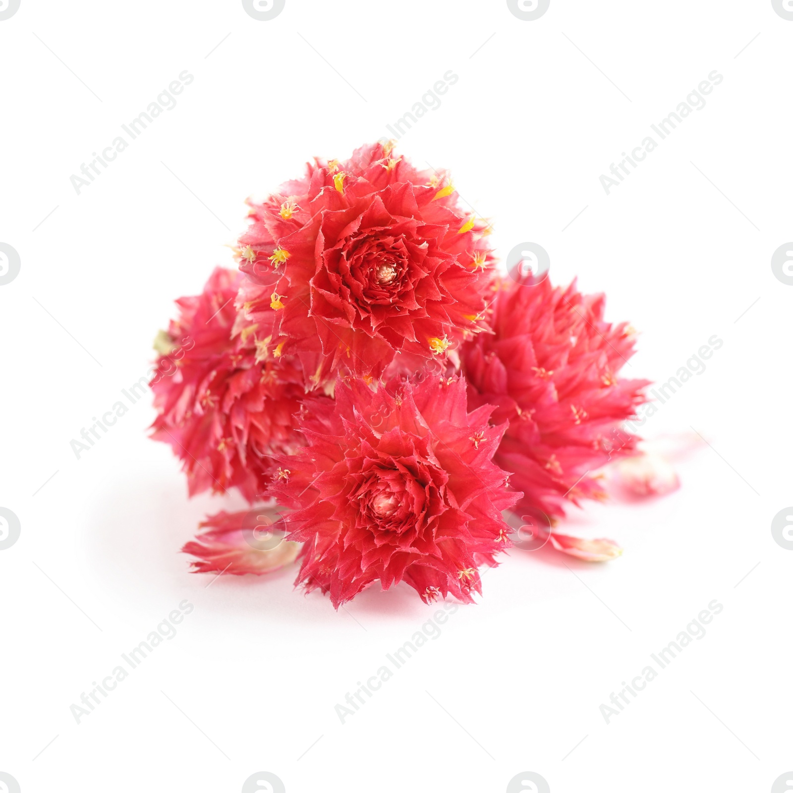 Beautiful red gomphrena flowers on white background Photo of Beautiful red gomphrena flowers on white background
