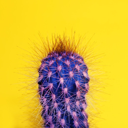 Beautiful bright cactus on yellow background, closeup Image of Beautiful bright cactus on yellow background, closeup