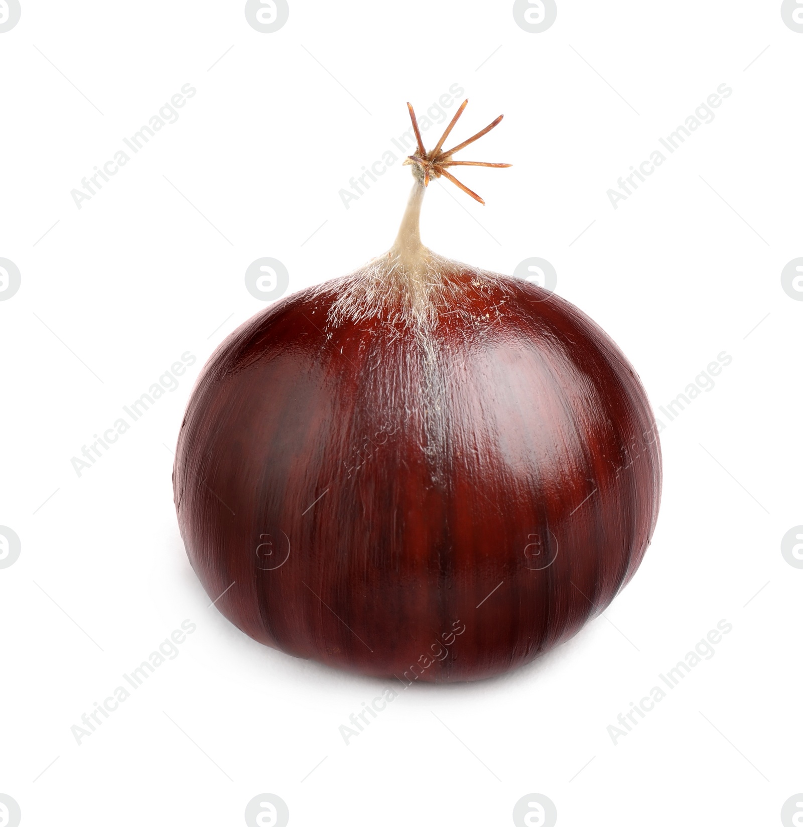 Fresh sweet edible chestnut isolated on white Photo of Fresh sweet edible chestnut isolated on white