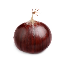 Photo of Fresh sweet edible chestnut isolated on white