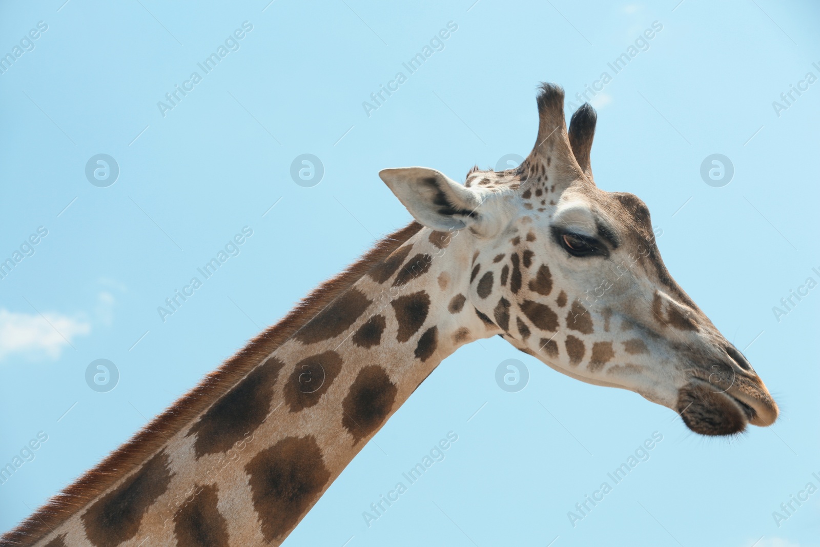 Closeup view of Rothschild giraffe against blue sky Photo of Closeup view of Rothschild giraffe against blue sky