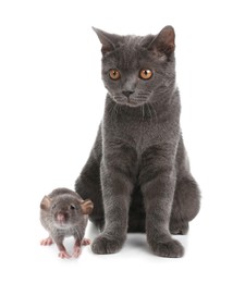 Cute grey British Shorthair cat and rat on white background. Lovely pets Image of Cute grey British Shorthair cat and rat on white background. Lovely pets