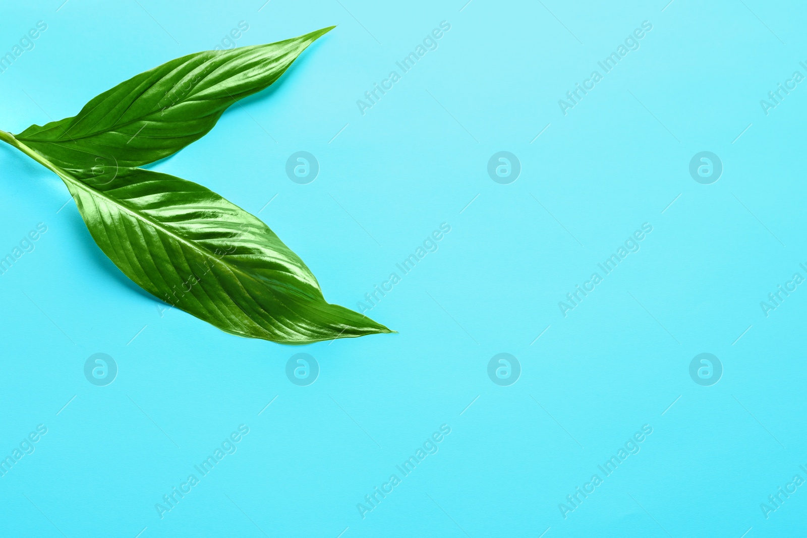 Beautiful tropical Spathiphyllum leaves on color background, top view Photo of Beautiful tropical Spathiphyllum leaves on color background, top view