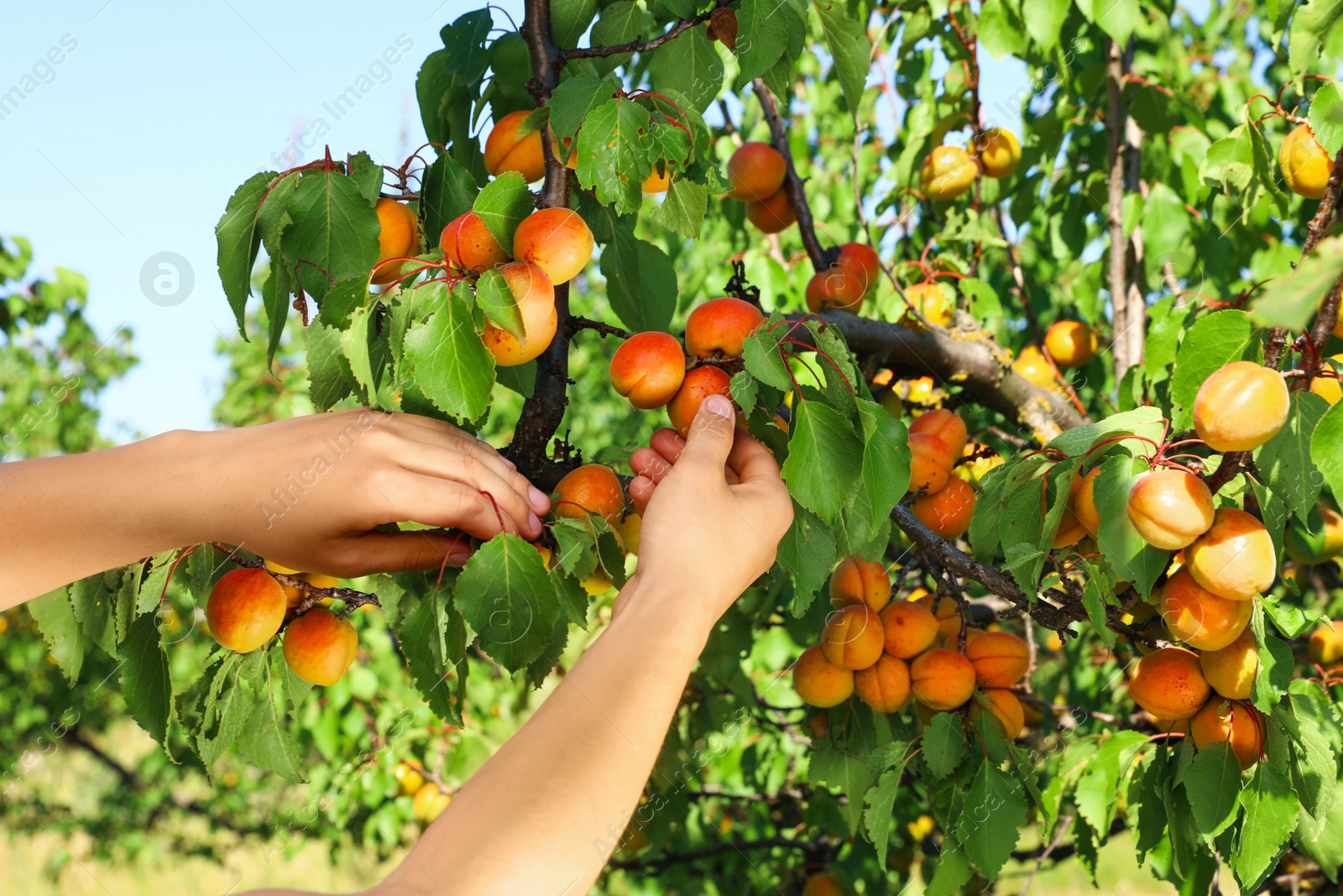 Woman picking ripe apricot from tree outdoors, closeup Image of Woman picking ripe apricot from tree outdoors, closeup