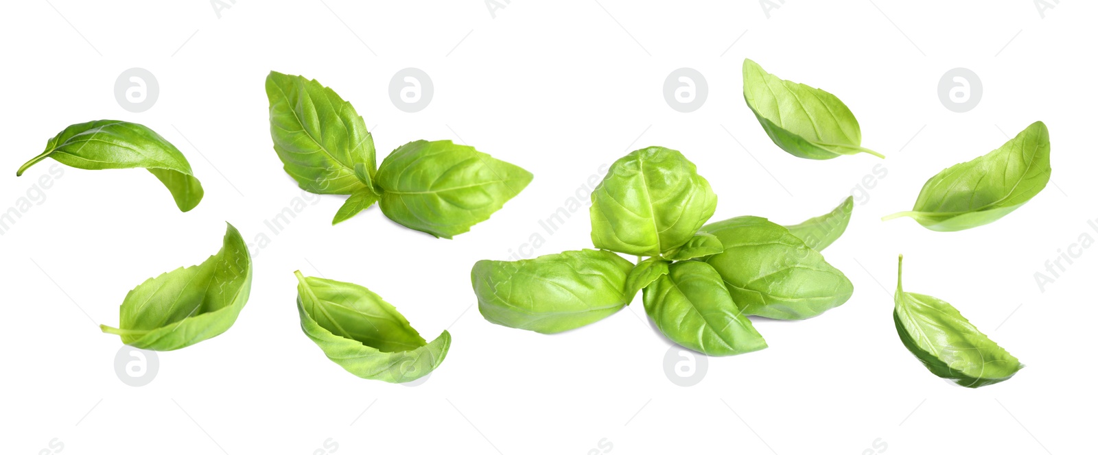Set of fresh green basil leaves on white background Image of Set of fresh green basil leaves on white background
