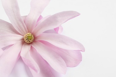 Beautiful pink magnolia flower isolated on white, closeup Photo of Beautiful pink magnolia flower isolated on white, closeup