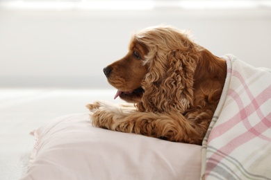 Cute English cocker spaniel dog with plaid and pillow on floor Photo of Cute English cocker spaniel dog with plaid and pillow on floor