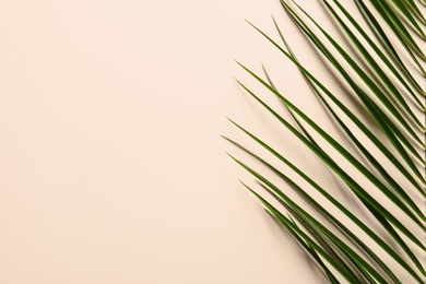 Beautiful tropical Sago palm leaf on color background, top view Photo of Beautiful tropical Sago palm leaf on color background, top view