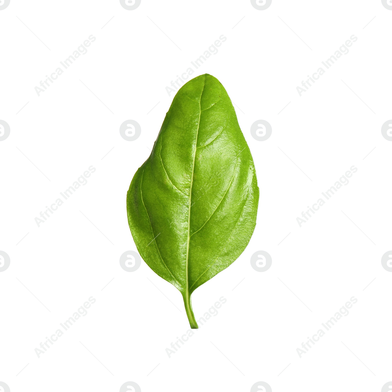 Fresh green basil leaf isolated on white Photo of Fresh green basil leaf isolated on white