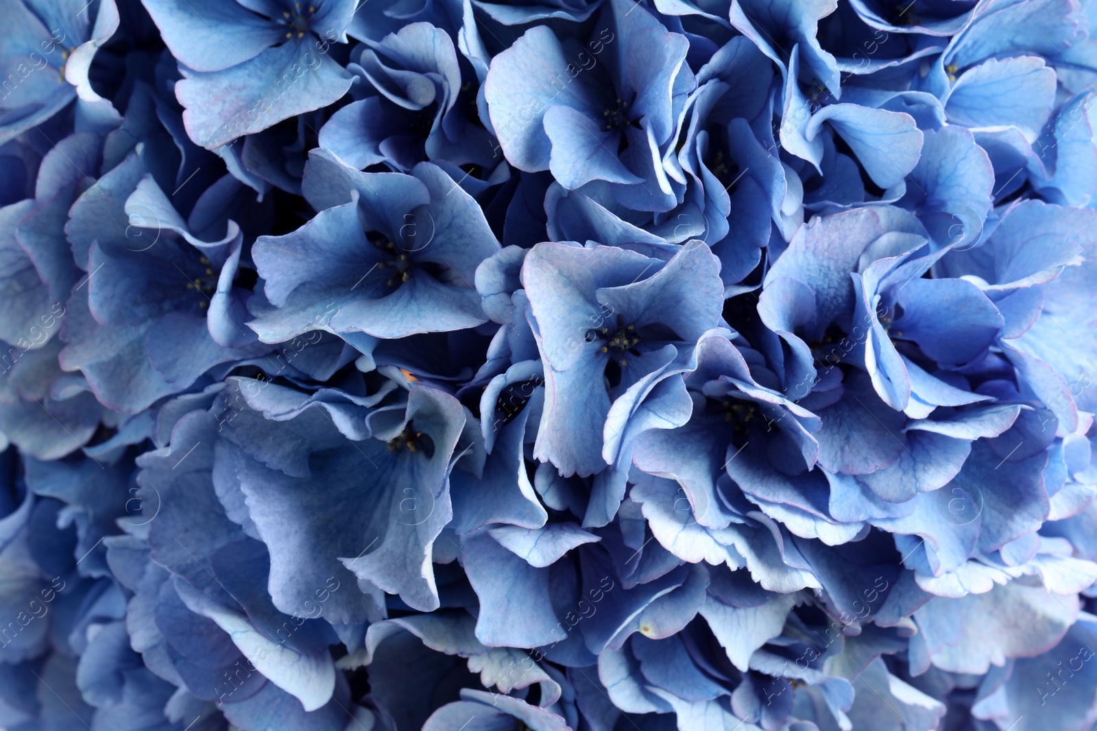 Beautiful light blue hortensia flowers as background, closeup Photo of Beautiful light blue hortensia flowers as background, closeup