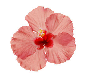Beautiful tropical hibiscus flower isolated on white Image of Beautiful tropical hibiscus flower isolated on white