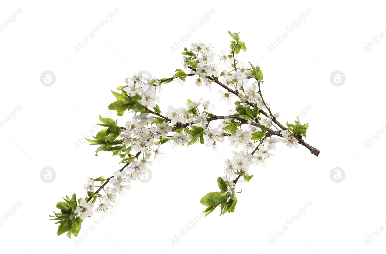Cherry tree branch with beautiful blossoms isolated on white Photo of Cherry tree branch with beautiful blossoms isolated on white
