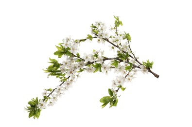 Cherry tree branch with beautiful blossoms isolated on white Photo of Cherry tree branch with beautiful blossoms isolated on white
