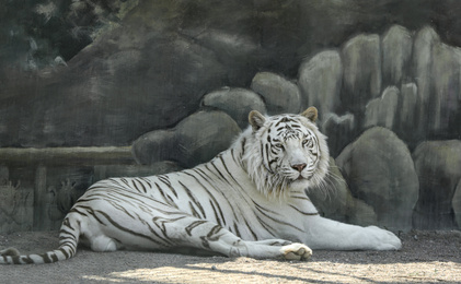 Bengal white tiger in zoo on sunny day Photo of Bengal white tiger in zoo on sunny day