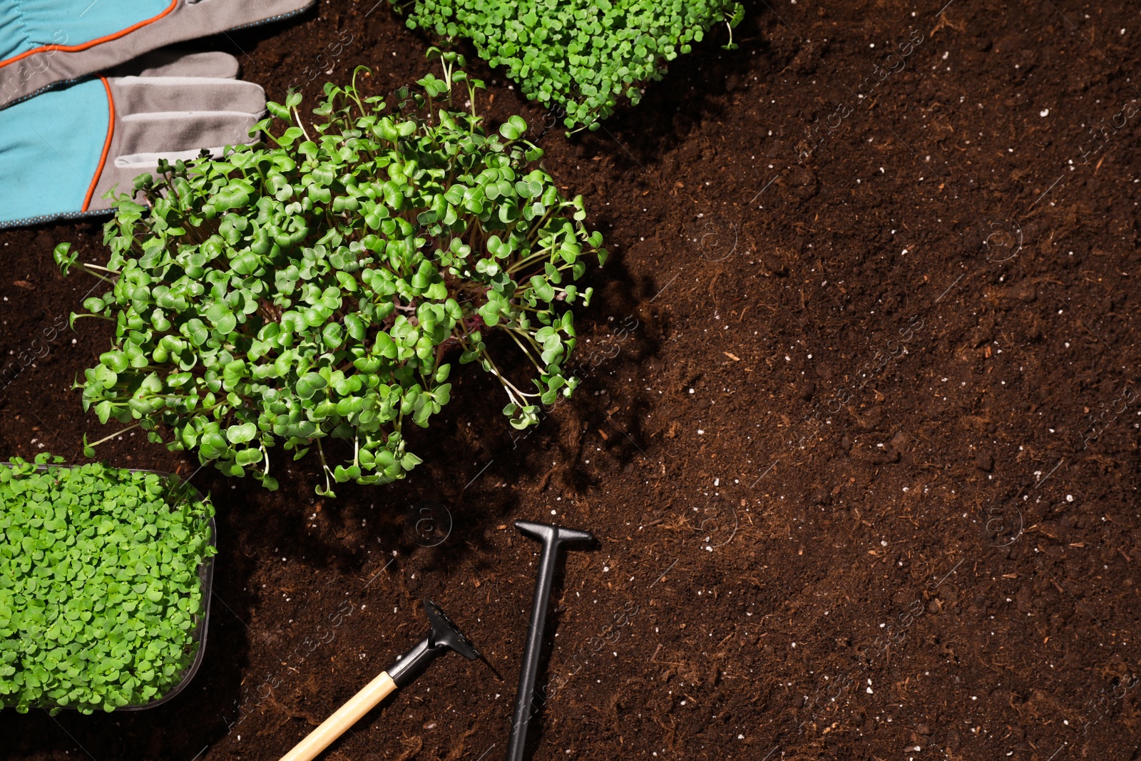 Fresh organic microgreens and tools on soil in garden, flat lay. Space for text Photo of Fresh organic microgreens and tools on soil in garden, flat lay. Space for text