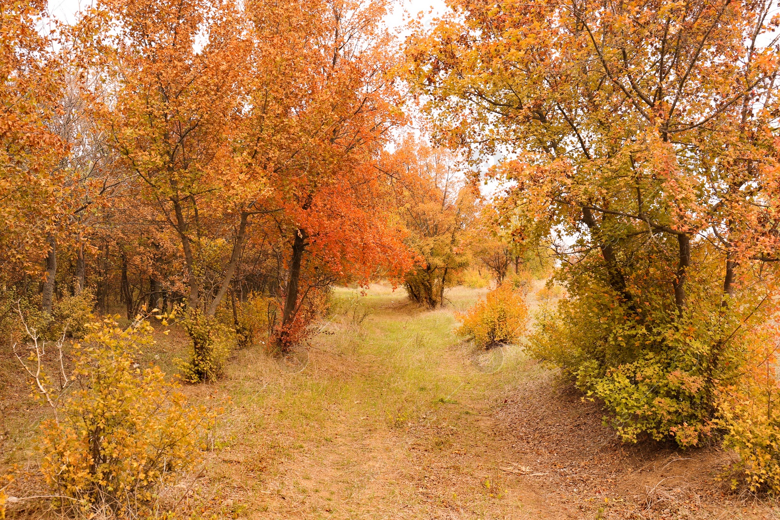 Beautiful view of park with trees on autumn day Photo of Beautiful view of park with trees on autumn day