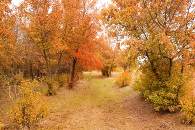 Beautiful view of park with trees on autumn day Photo of Beautiful view of park with trees on autumn day