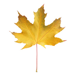 Photo of Beautiful leaf isolated on white. Autumn season