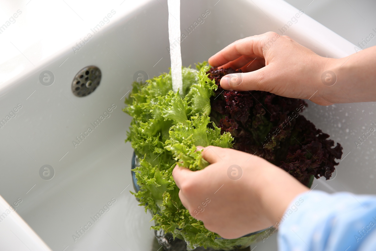 Woman washing fresh lettuce in kitchen sink, closeup Photo of Woman washing fresh lettuce in kitchen sink, closeup