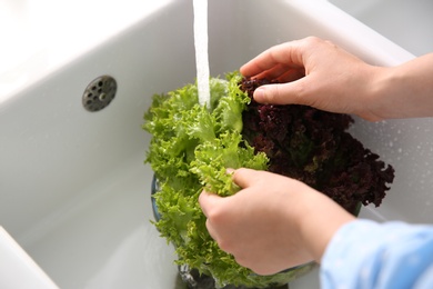 Woman washing fresh lettuce in kitchen sink, closeup Photo of Woman washing fresh lettuce in kitchen sink, closeup