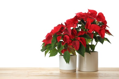 Red Poinsettia in pots on wooden table, space for text. Christmas traditional flower Photo of Red Poinsettia in pots on wooden table, space for text. Christmas traditional flower