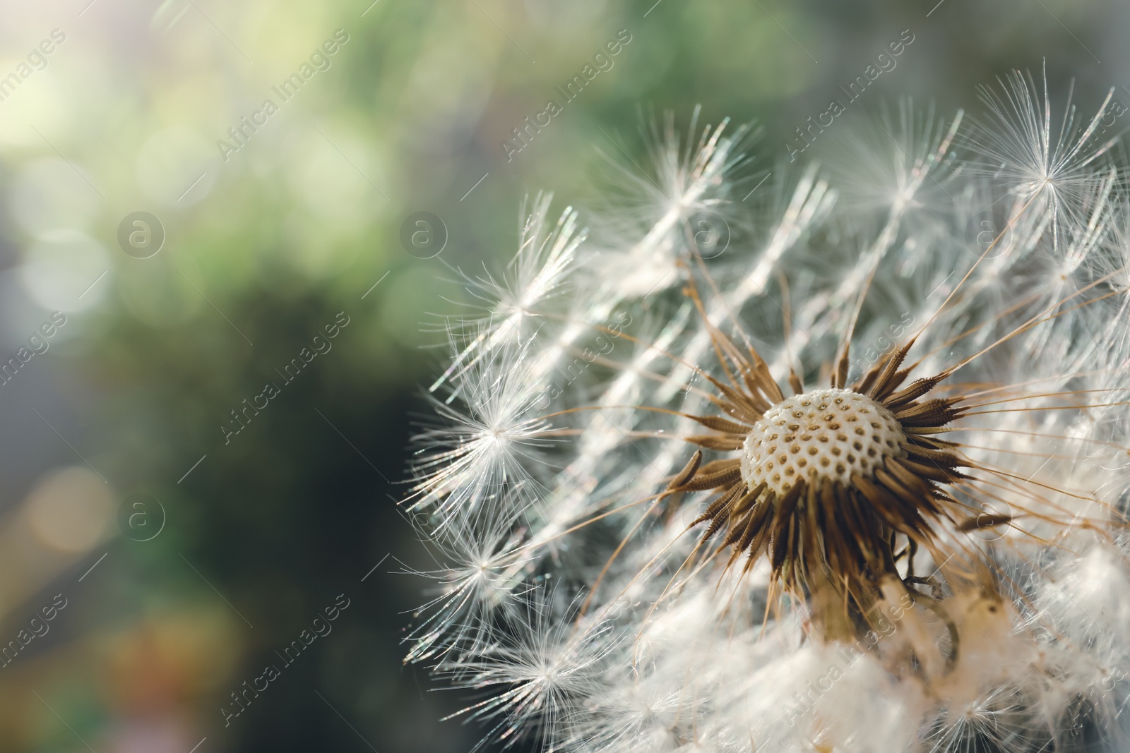 Beautiful dandelion flower on blurred green background, closeup. Space for text Photo of Beautiful dandelion flower on blurred green background, closeup. Space for text