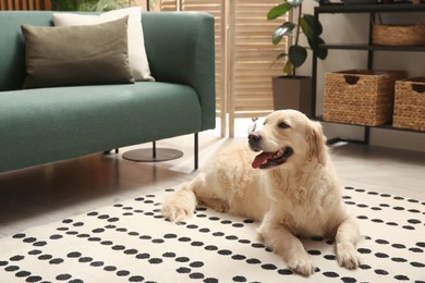 Modern living room interior. Cute Golden Labrador Retriever on floor near couch Photo of Modern living room interior. Cute Golden Labrador Retriever on floor near couch