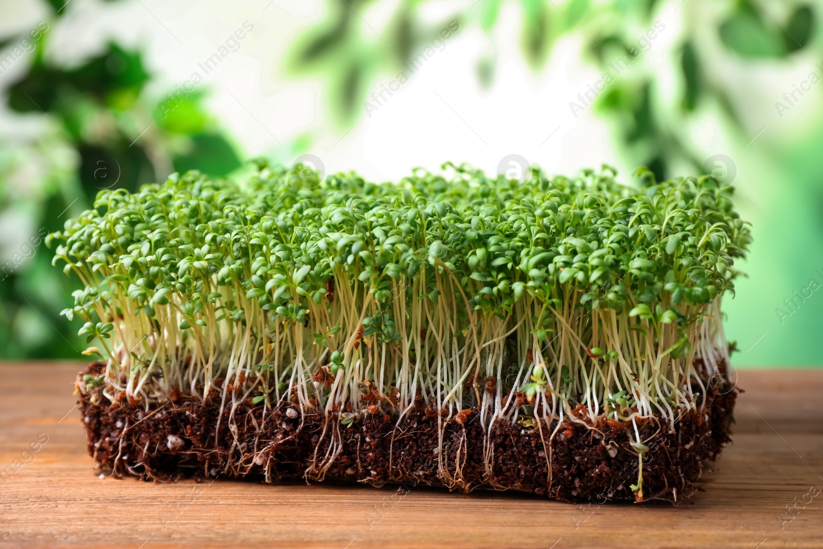 Fresh organic microgreen on wooden table, closeup view Photo of Fresh organic microgreen on wooden table, closeup view