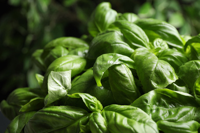 Closeup view of fresh green basil leaves Photo of Closeup view of fresh green basil leaves