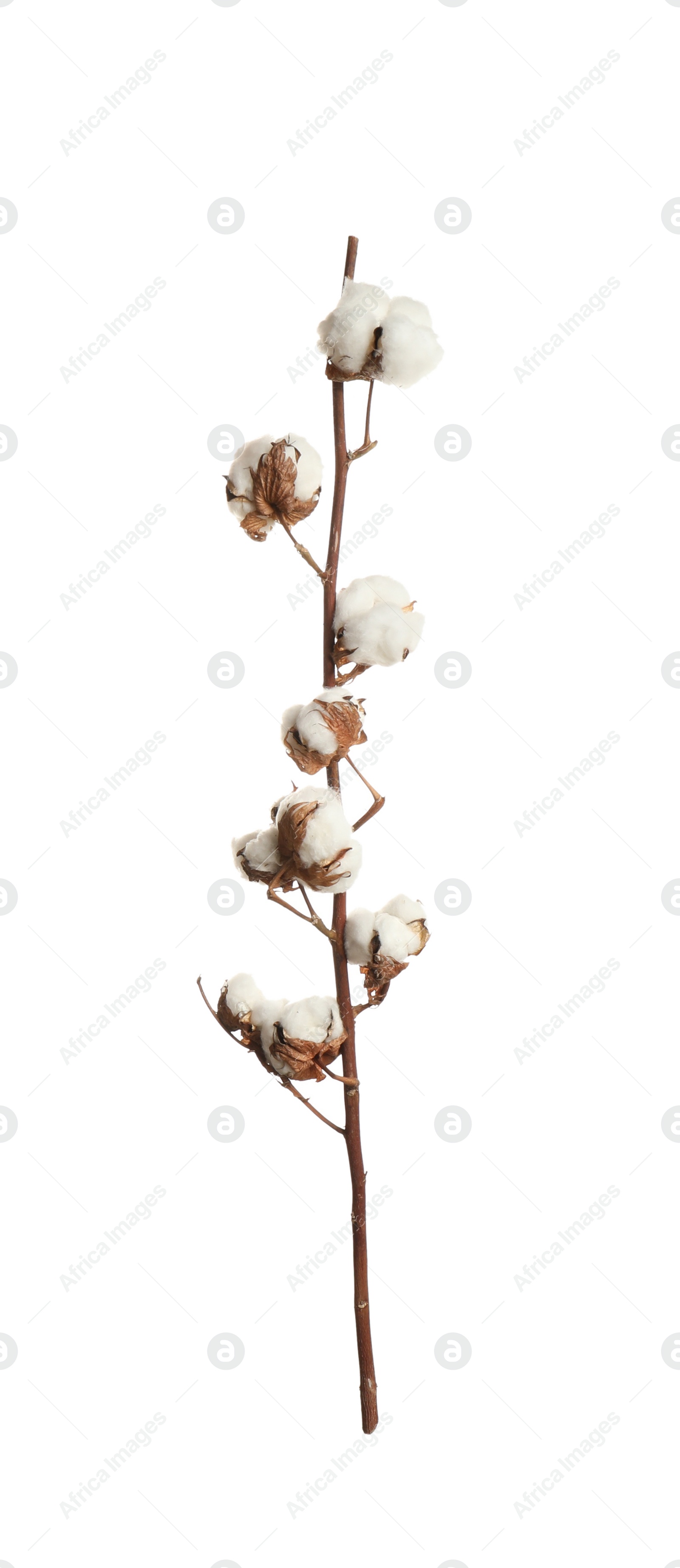 Dry cotton branch with fluffy flowers on white background Photo of Dry cotton branch with fluffy flowers on white background