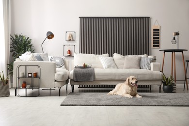Photo of Adorable Golden Retriever dog in living room