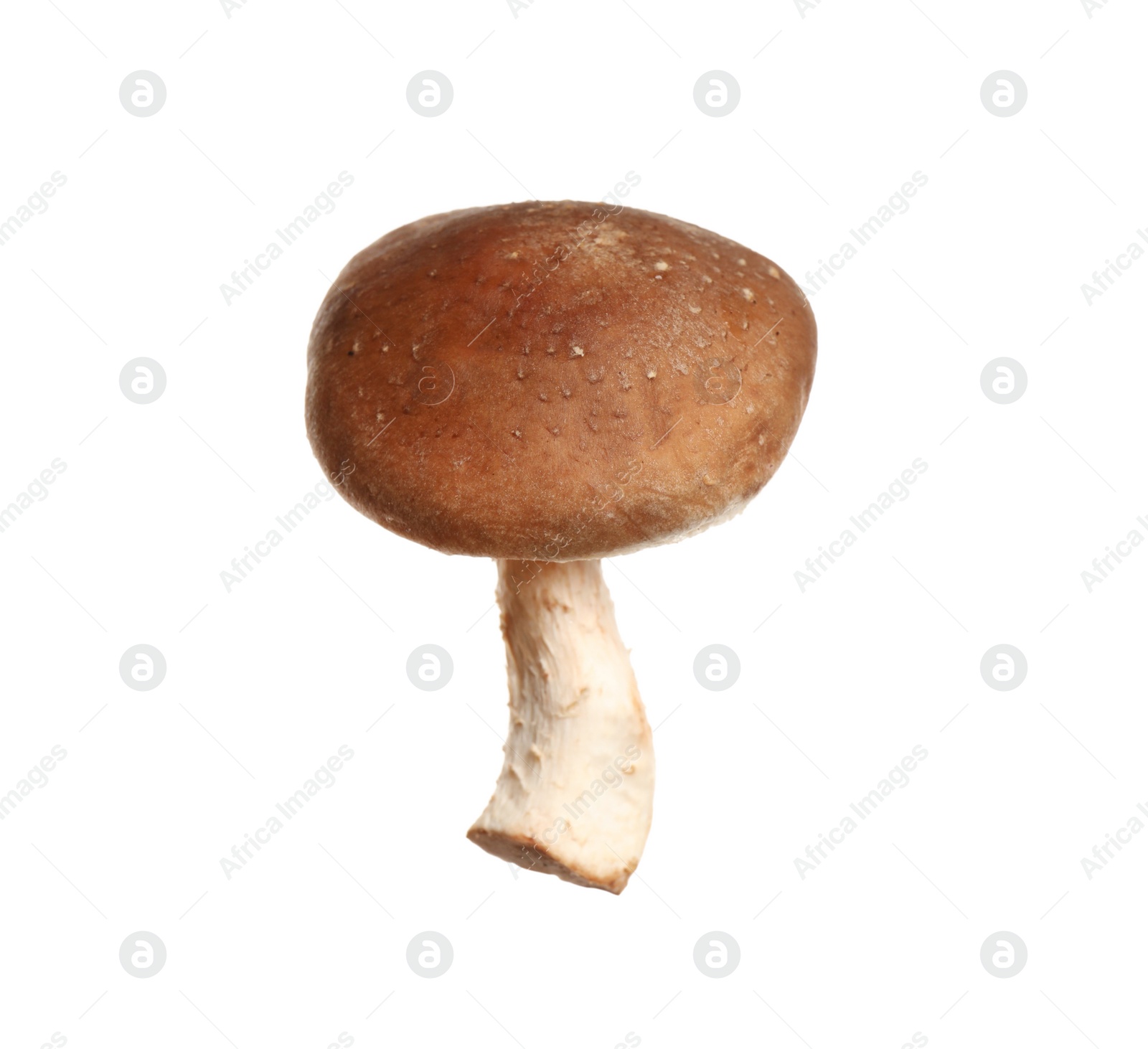 Fresh wild shiitake mushroom isolated on white Photo of Fresh wild shiitake mushroom isolated on white