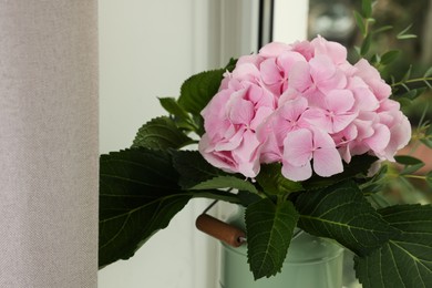 Beautiful blooming pink hortensia in can near window indoors, closeup. Space for text Photo of Beautiful blooming pink hortensia in can near window indoors, closeup. Space for text