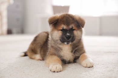 Adorable Akita Inu puppy on carpet indoors Photo of Adorable Akita Inu puppy on carpet indoors